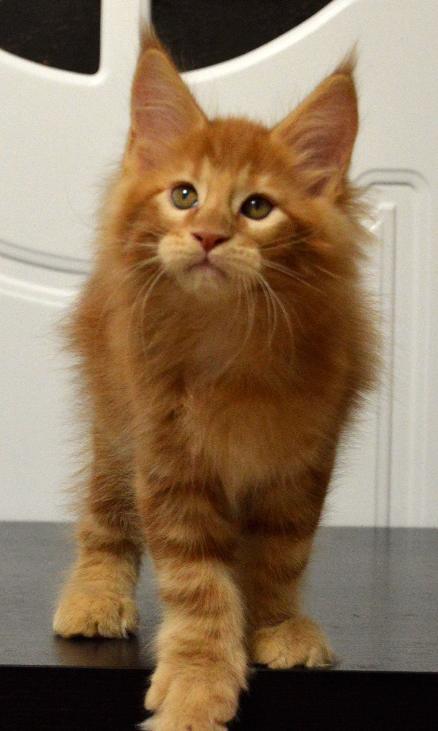 maine coon kittens for sale