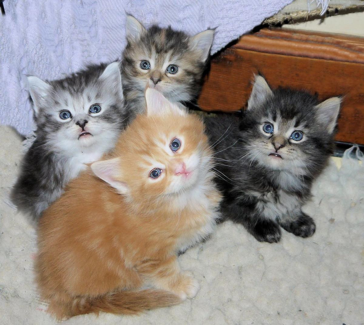 maine coon kittens for sale